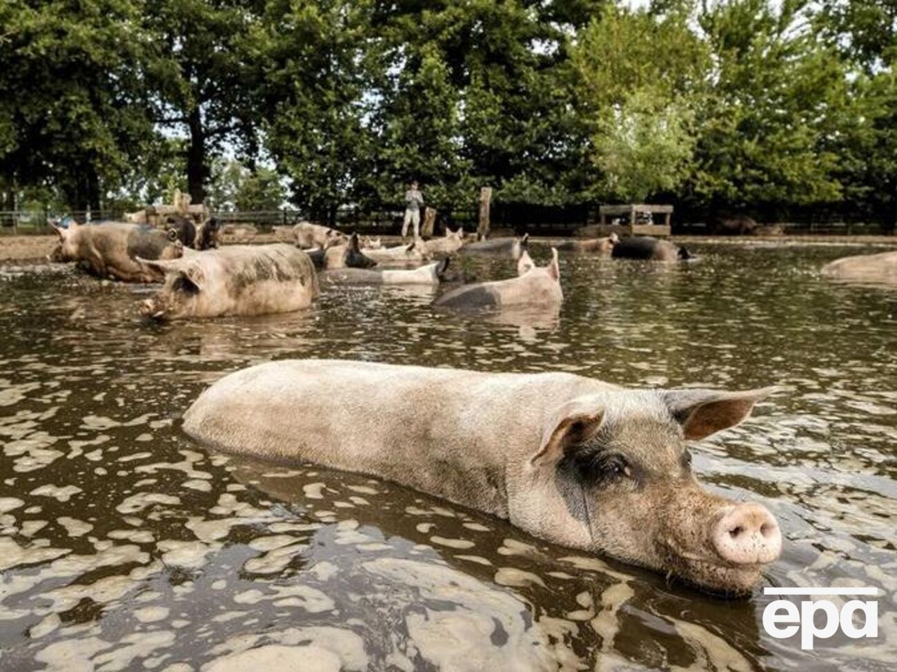 В СБУ оккупантов сравнили со свиньями