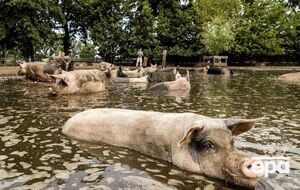У СБУ окупантів порівняли зі свиньми
