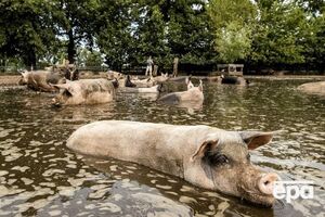 У СБУ окупантів порівняли зі свиньми