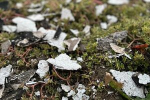 Россияне за день выпустили 84 боеприпаса по территории Сумской области, отметил Живицкий