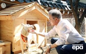 2018 року після мирного саміту двох Корей Мун Чже Іну (на фото) президент КНДР презентував пару собак породи пунсан