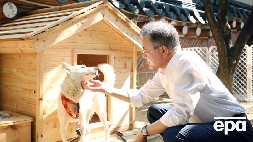 2018 року після мирного саміту двох Корей Мун Чже Іну (на фото) президент КНДР презентував пару собак породи пунсан