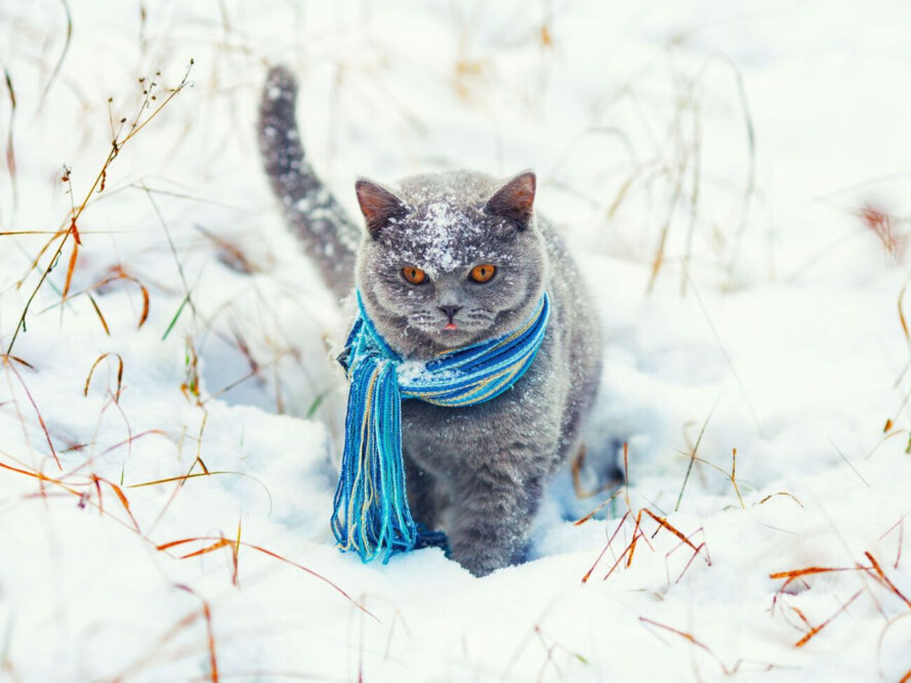 На следующей неделе в Украине ожидается похолодание