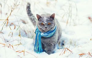 На следующей неделе в Украине ожидается похолодание