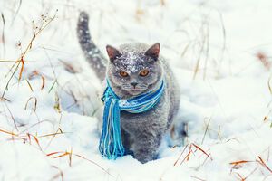 Наступного тижня в Україні прогнозують похолодання