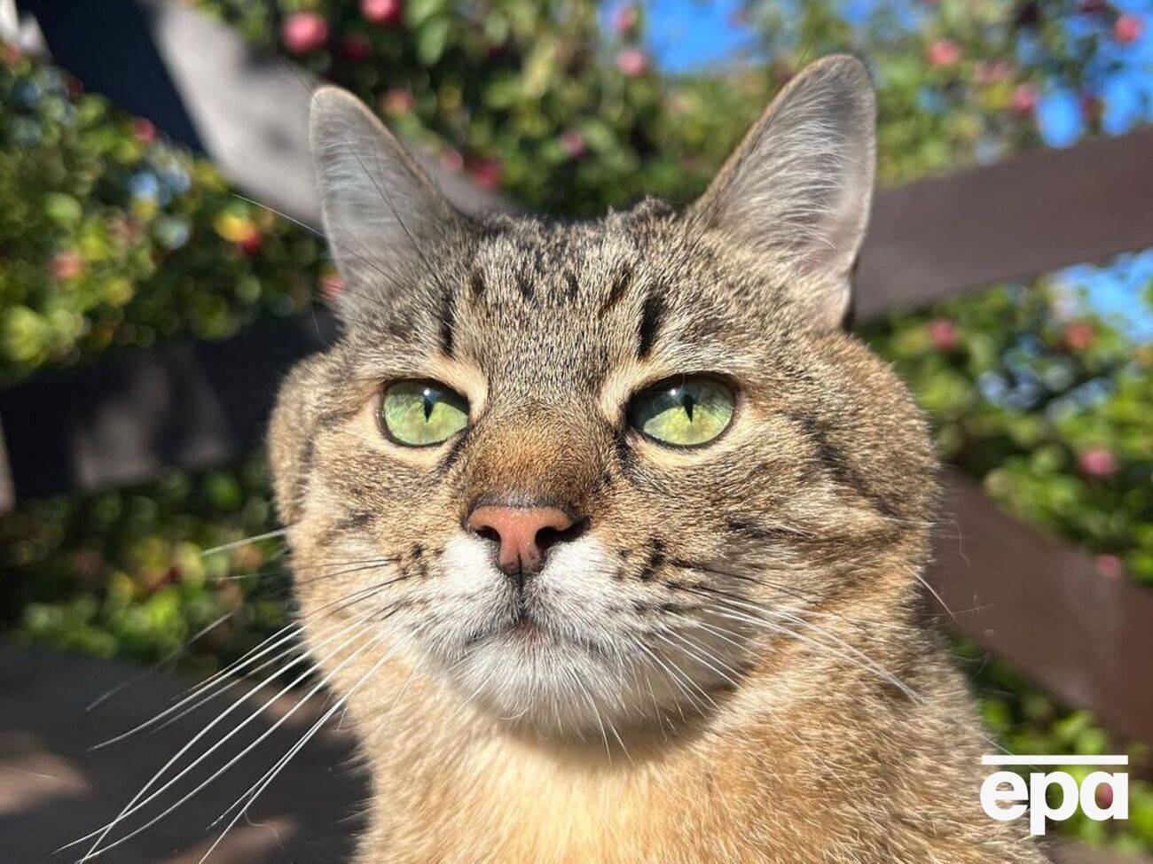 Кот Степан вернулся в Украину в сентябре