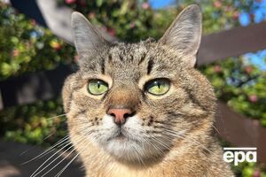 Кот Степан вернулся в Украину в сентябре