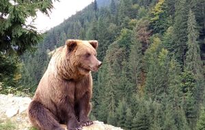 Пограничники встретили медведя у украинско-румынской границы, отметили в ГПСУ