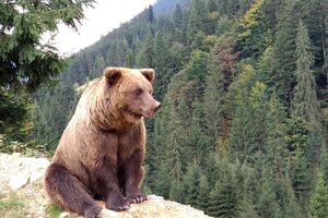 Прикордонники зустріли ведмедя біля українсько-румунського кордону, зазначили у ДПСУ