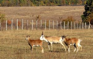 Cайгаки в природе находятся под угрозой исчезновения