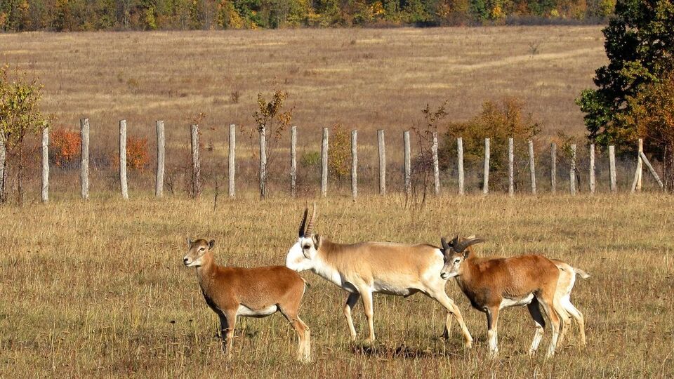 Cайгаки в природе находятся под угрозой исчезновения