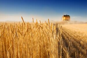 Инициативу Grain from Ukraine запустили 15 ноября