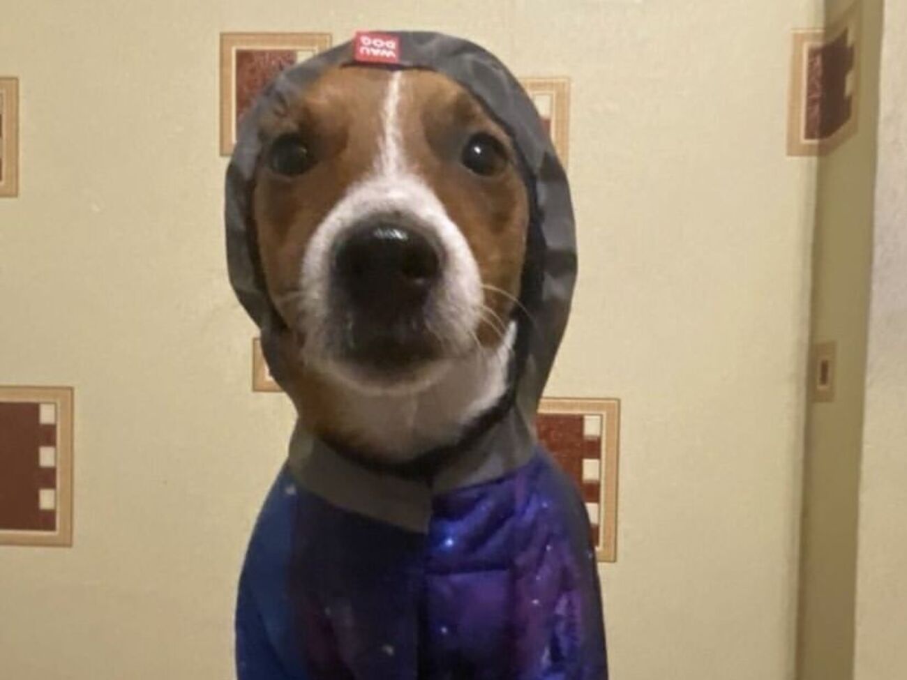 Пес Патрон закликав усіх утеплюватися