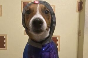 Пес Патрон закликав усіх утеплюватися