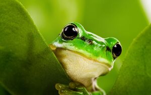 Теперь жаб от лизания в США защищает специальное предупреждение