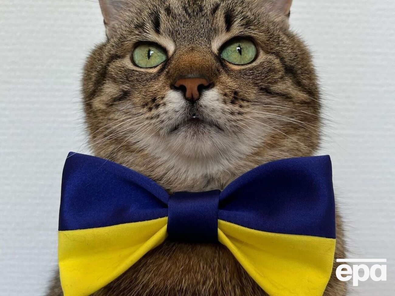 Кіт Степан повернувся в Україну з Франції восени