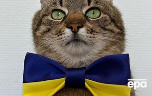 Кот Степан вернулся в Украину из Франции осенью
