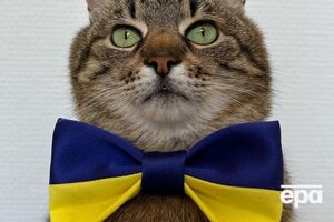 Кіт Степан повернувся в Україну з Франції восени