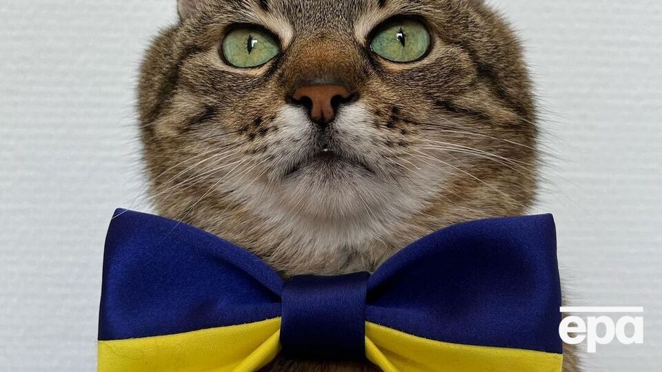 Кіт Степан повернувся в Україну з Франції восени