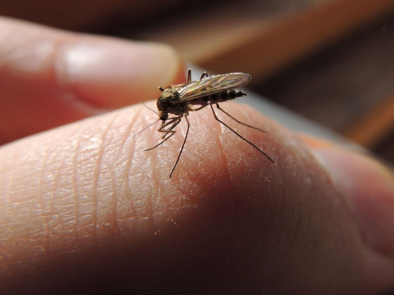 В ВСУ просят украинцев не мешать комарам выполнять боевые задачи