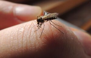 В ВСУ просят украинцев не мешать комарам выполнять боевые задачи