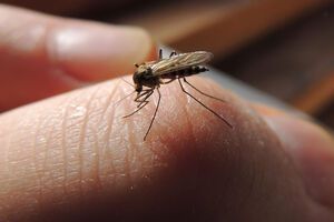 У ЗСУ просять українців не заважати комарам виконувати бойові завдання