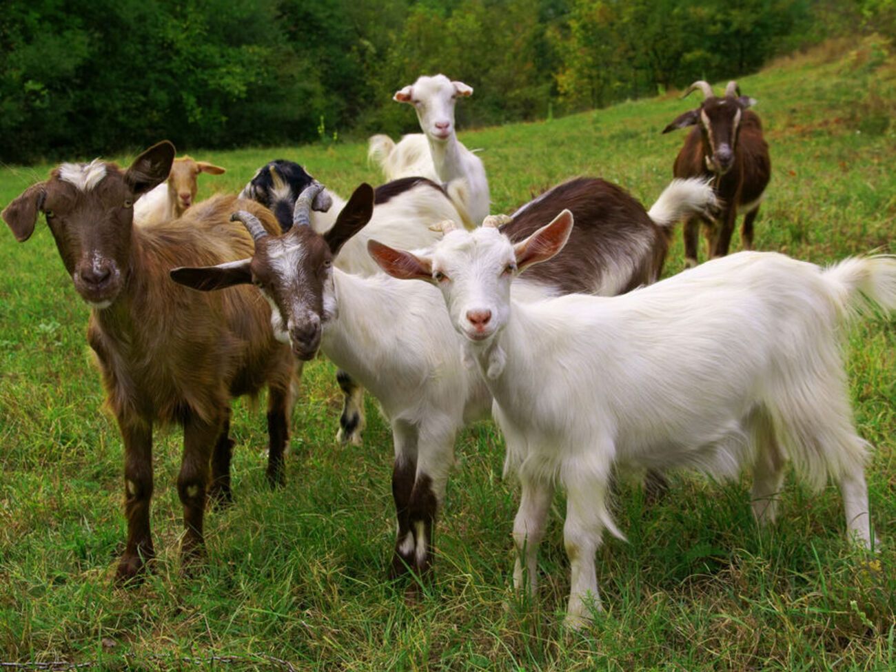Збудник сибірської виразки виявили в кози в одному з фермерських господарств Київської області