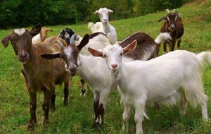 Збудник сибірської виразки виявили в кози в одному з фермерських господарств Київської області