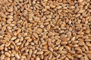 По данным следствия, мужчина помогал вывозить из Украины зерно