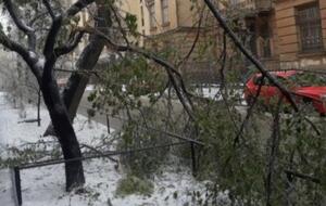 Над вывозом поваленных деревьев работают 24 бригады