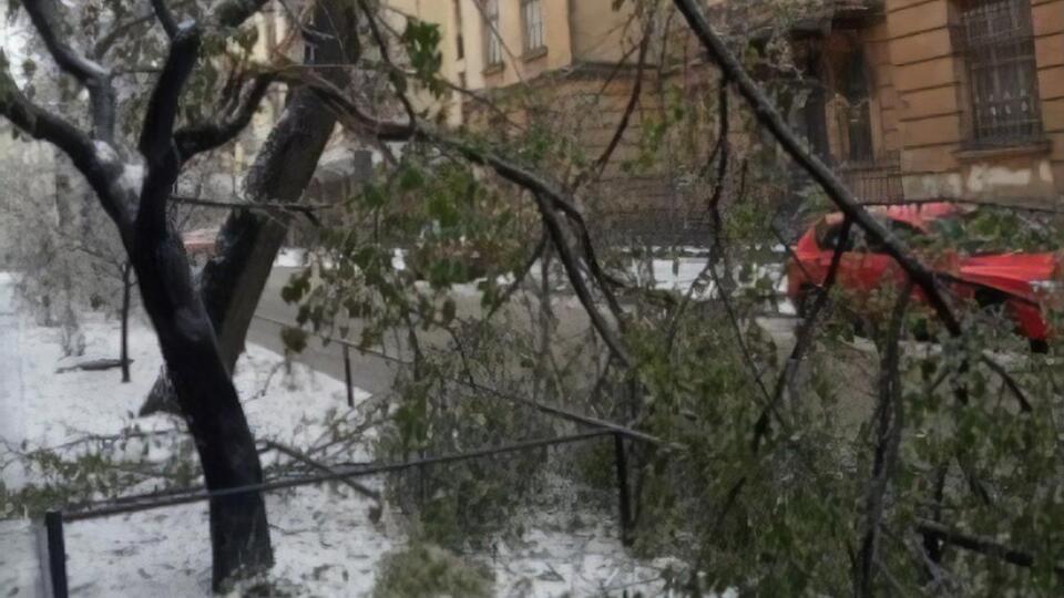 Над вывозом поваленных деревьев работают 24 бригады