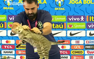 Грубое обращение пресс-атташе сборной Бразилии с котом может обойтись его работодателям почти в $200 тыс.