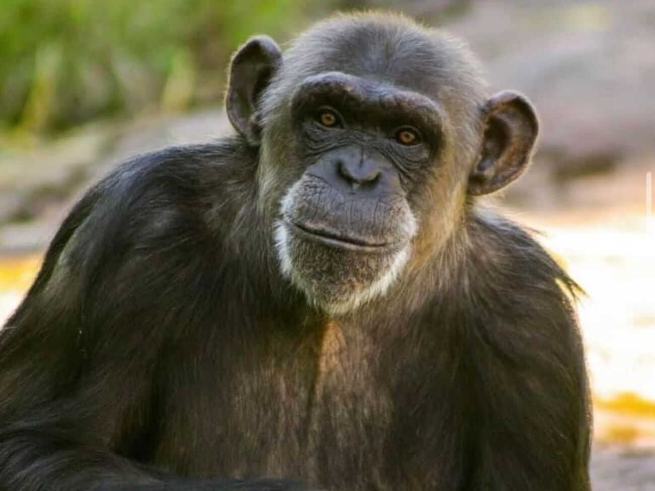 У зоопарку Фурувіка було сім шимпанзе