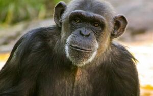 У зоопарку Фурувіка було сім шимпанзе