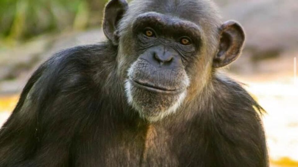У зоопарку Фурувіка було сім шимпанзе