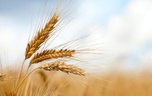 Прогнозований вал зерна у 2023 році може становити 34 млн тонн