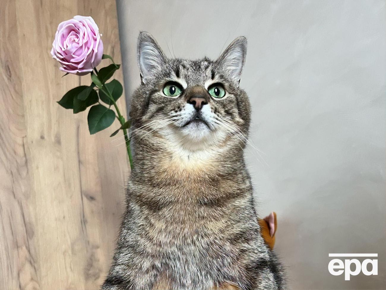 После нападения РФ на Украину кот Степан вместе с хозяевами&nbsp;переехал во Францию