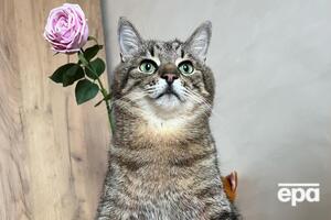 После нападения РФ на Украину кот Степан вместе с хозяевами переехал во Францию