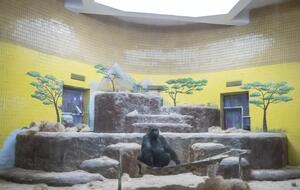 Для горили Тоні встановили булеріан – сучасну дров'яну пічку