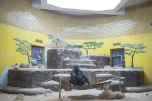 Для гориллы Тони установили булериан – современную дровяную печку