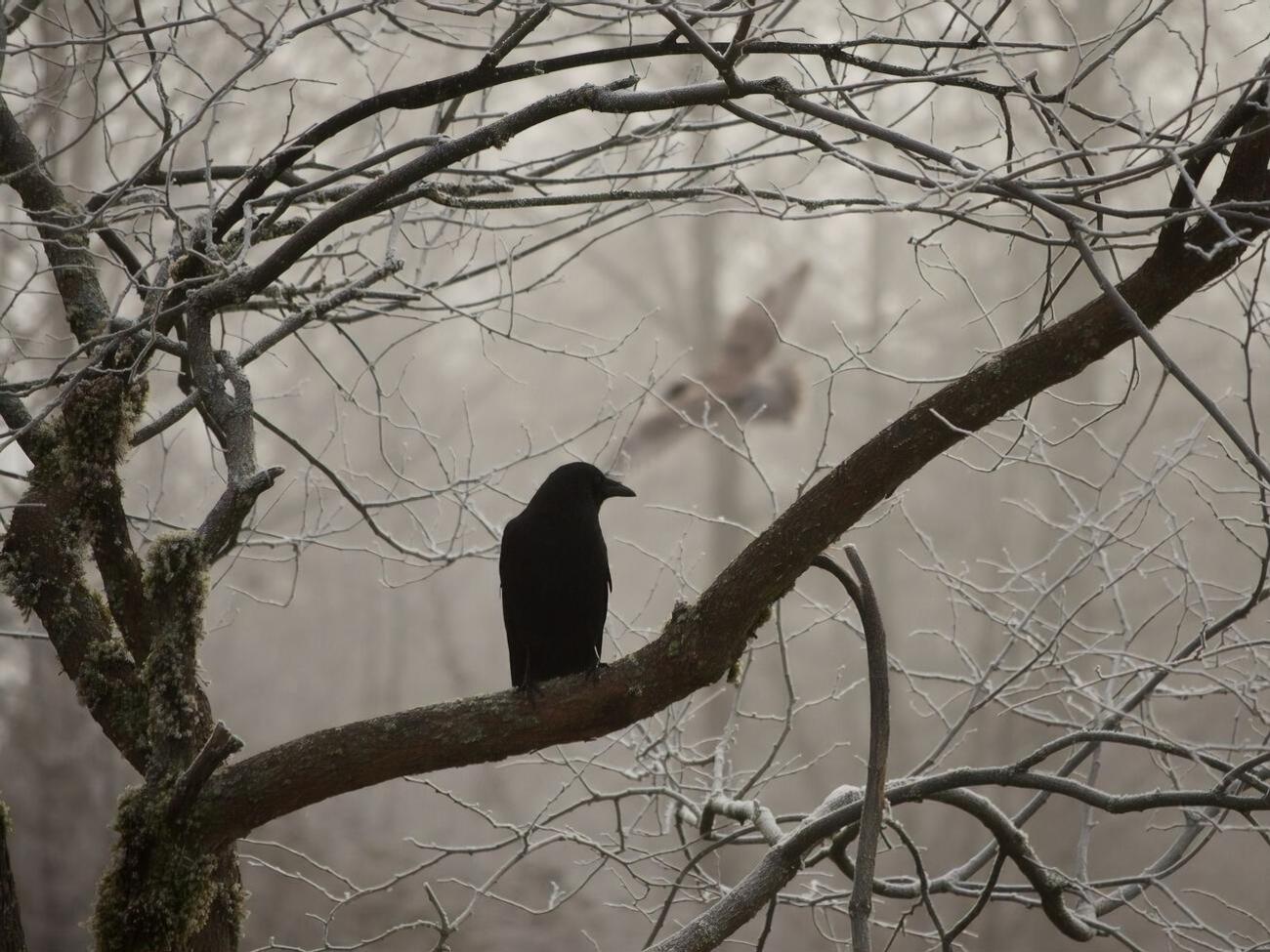 У ніч на 19 грудня синоптики очікують мороз до -15&nbsp;&deg;С