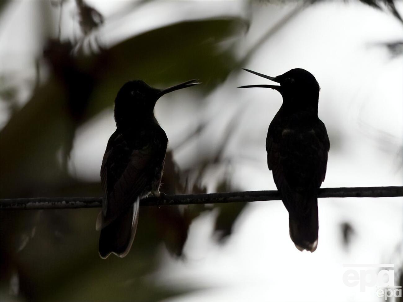 Уже сейчас под угрозой исчезновения более 42 тыс. видов жизни