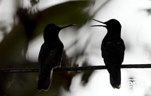 Уже сейчас под угрозой исчезновения более 42 тыс. видов жизни