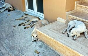 Активісти вважають, що понівечених собак вивіз притулок, заснований депутатом від "Единой России"