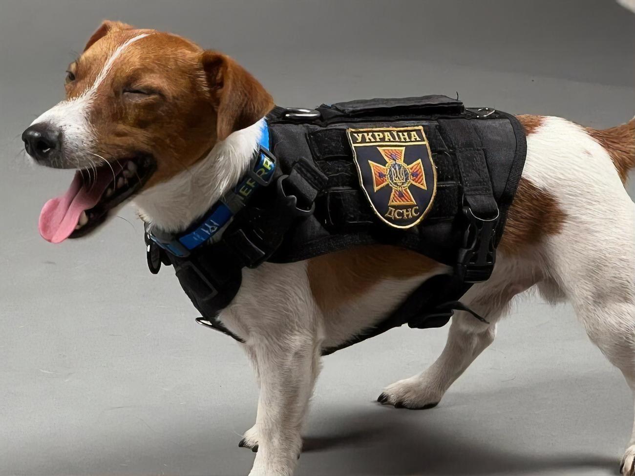 Пес Патрон прокомментировал пост Ермака