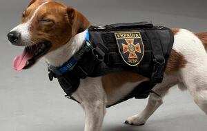 Пес Патрон прокомментировал пост Ермака