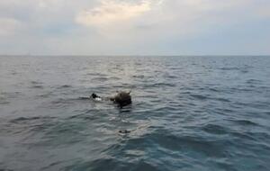 Мину к берегу прибил шторм