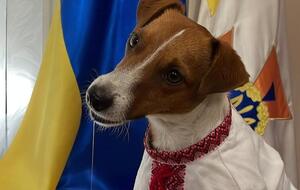 Патрон – пес породы джек-рассел-терьер