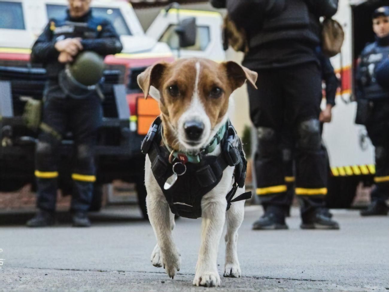 Премьера первого эпизода мультсериала состоится 7 января на YouTube-канале пса Патрона