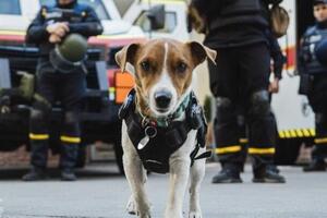 Премьера первого эпизода мультсериала состоится 7 января на YouTube-канале пса Патрона